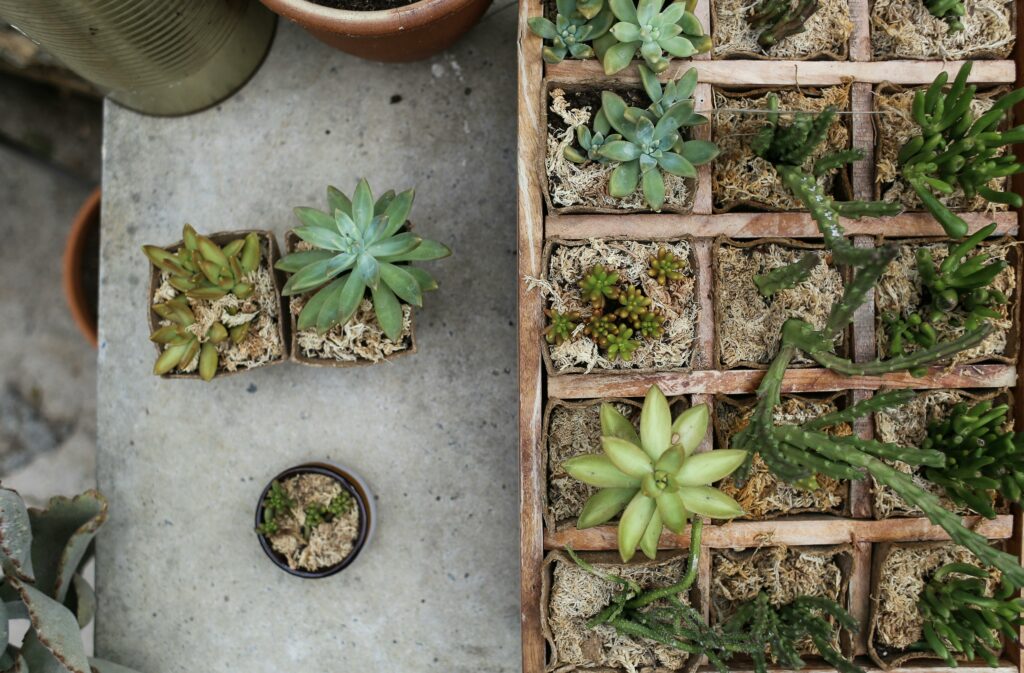 Aerial view of various succulent plants arranged in pots on a concrete surface.
