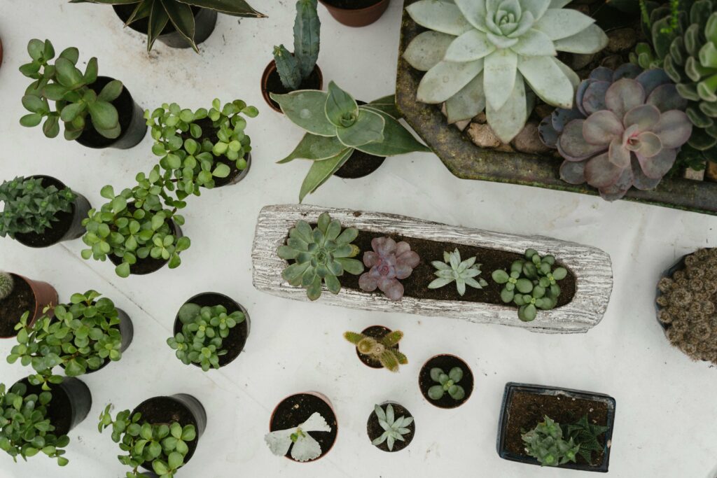 Overhead view of various succulent plants potted on a white surface, showcasing diverse arrangements.